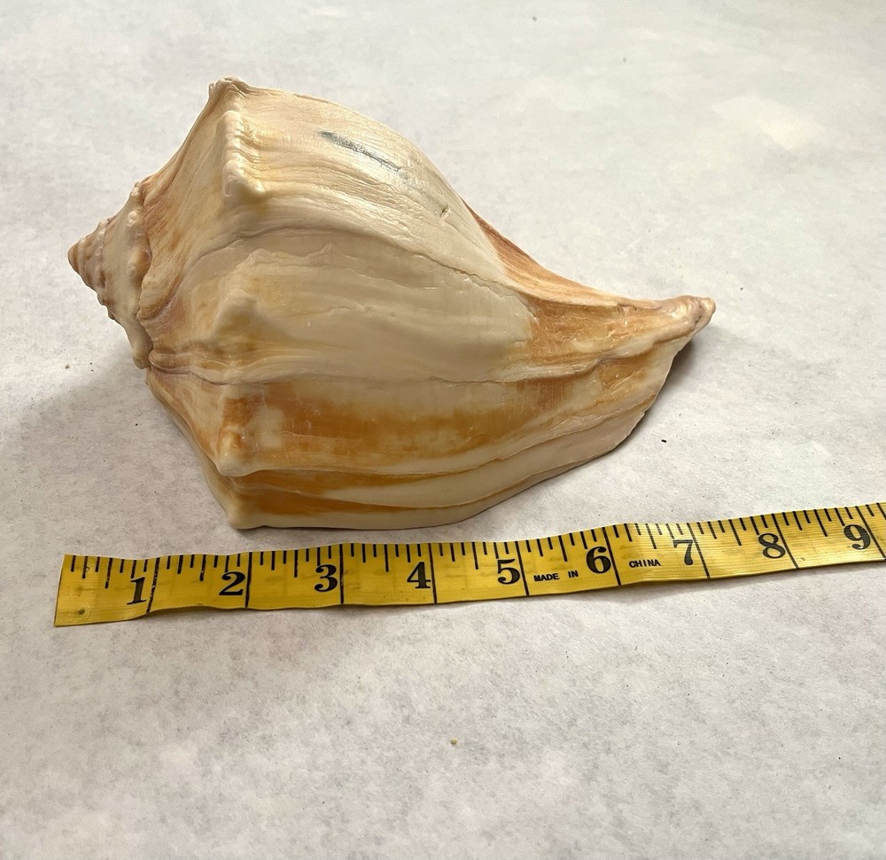 Large Knobbed Whelk Shell 8” Outer Banks, NC