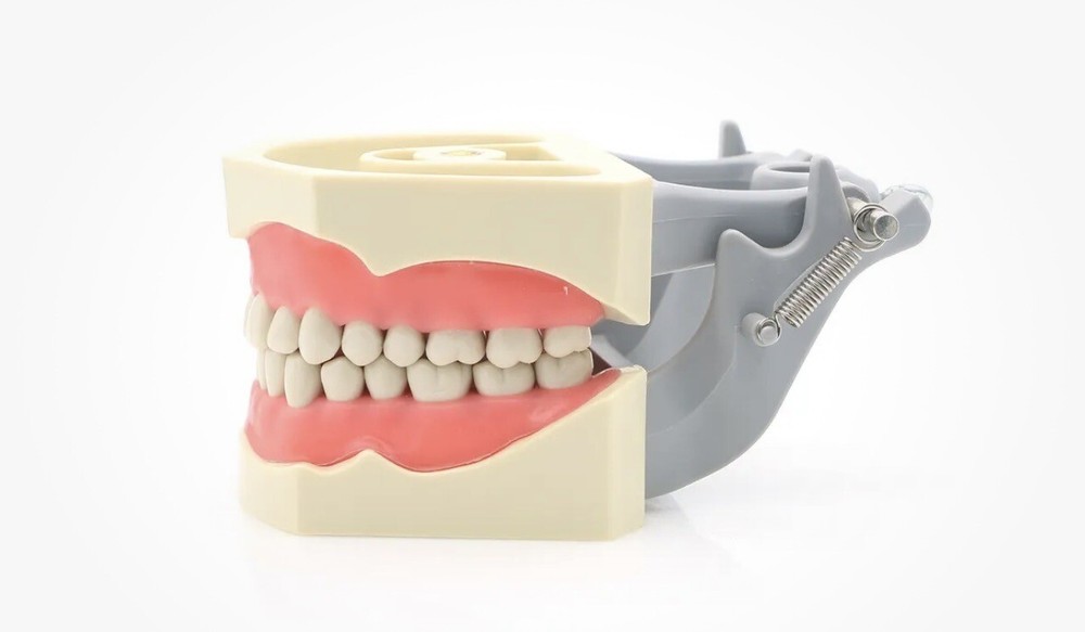 ADC EXAM teeth For Columbia Dentoform - 50 pack