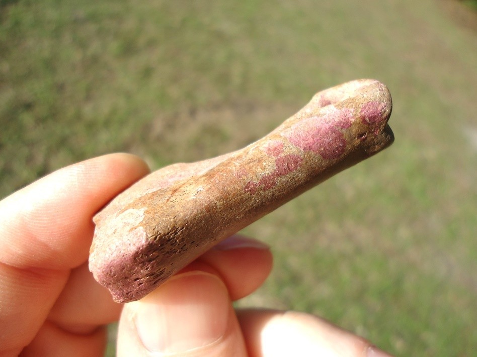 PINK ALGAE STAINED DEER PHALANX TOE BONE ICE AGE EXTINCT BONES TOOTH SKELETON @