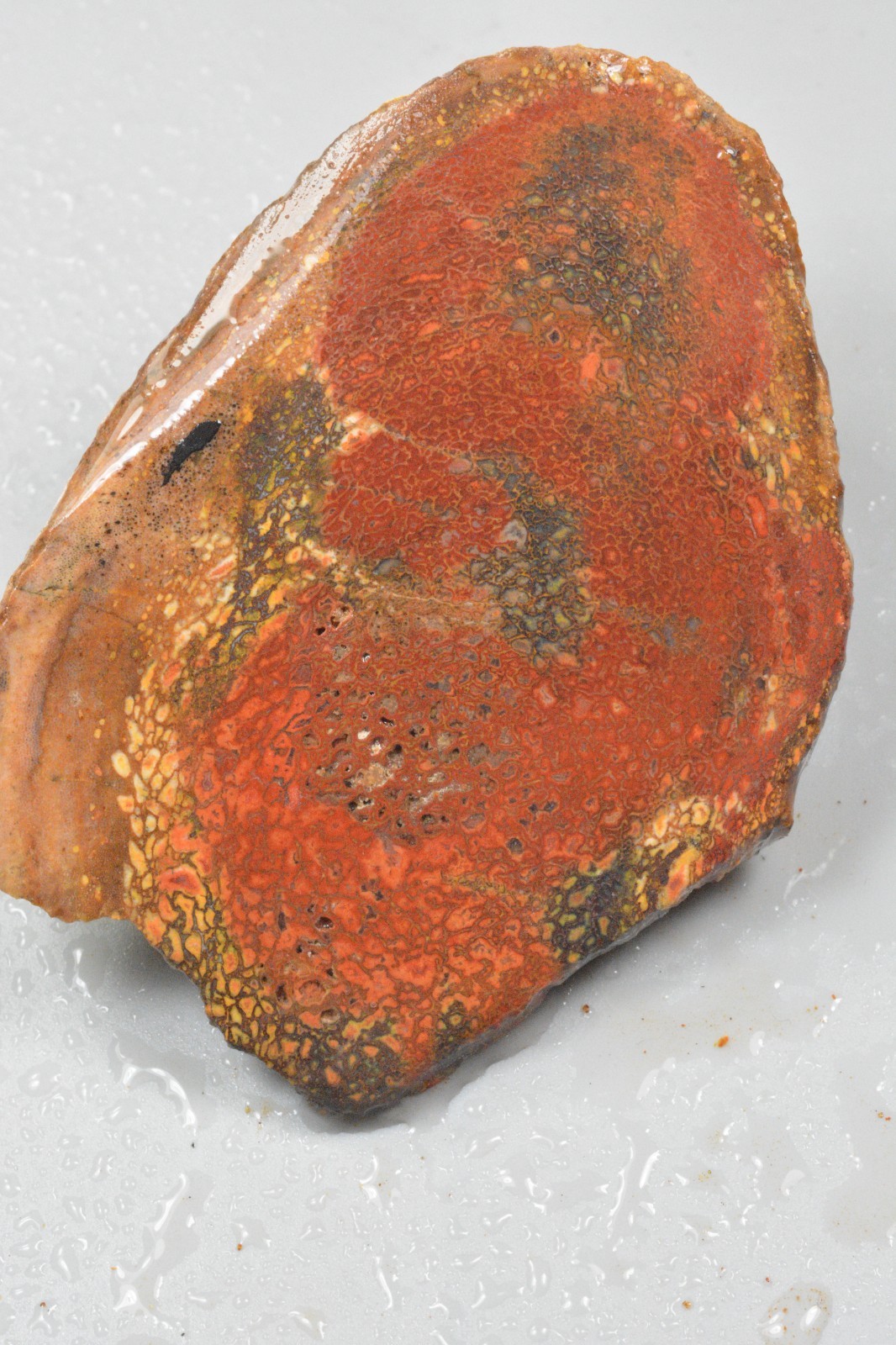 Orange Agatized Dinosaur Bone, New Mexico, 120 grams