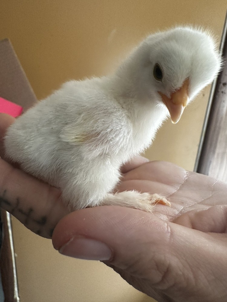 6 ++ Bantam hatching eggs 🐣