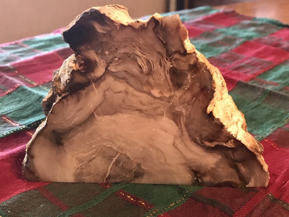 Petrified Wood 2.14 lb Display Piece  