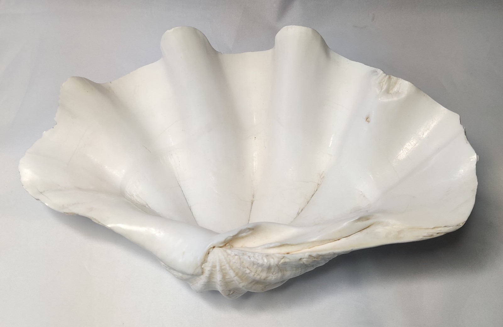 5 LB Large Tridacna Gigas Real Clam Sea Shell Natural Specimen 12”x 8”x 4”