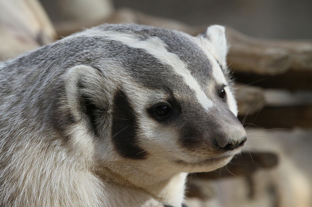 Badger Taxidermy Reference Photo Cd