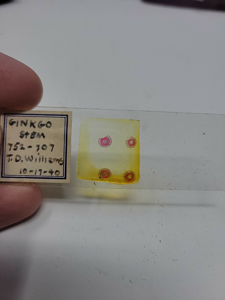 Vintage Microscope Slide 1940