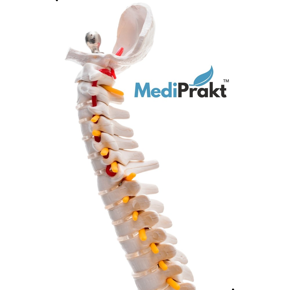 MediPrakt | JOINT MODEL COMBO - 3 | Shoulder Knee & Mini Spine
