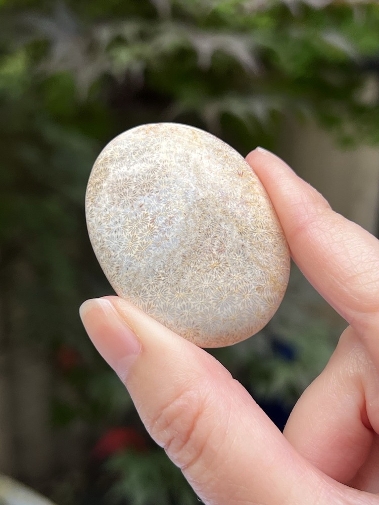 Fossilized Coral Crystal Palmstone AAA+ 31