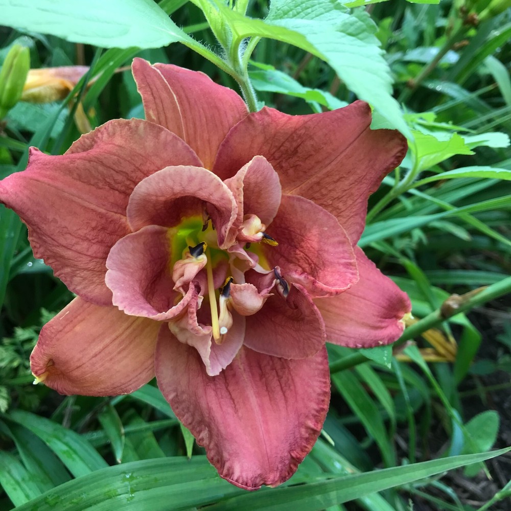 Assorted Daylilies, Mixed Daylilys, perennial's return every year multiplying