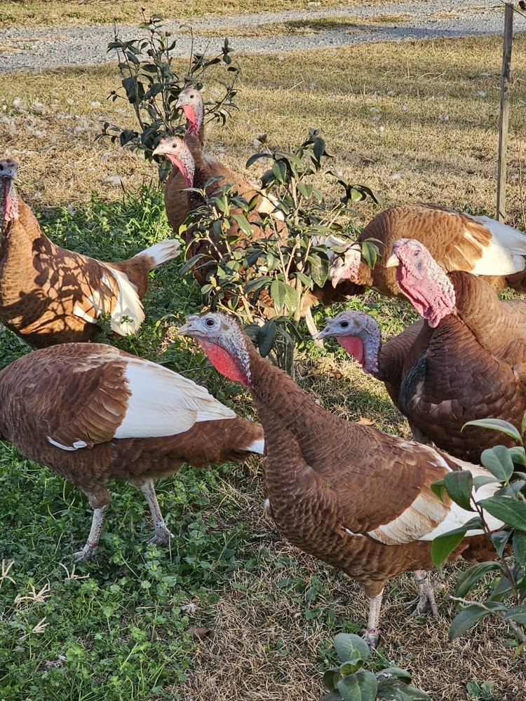 12 Bourbon Red Turkey  Hatching Eggs