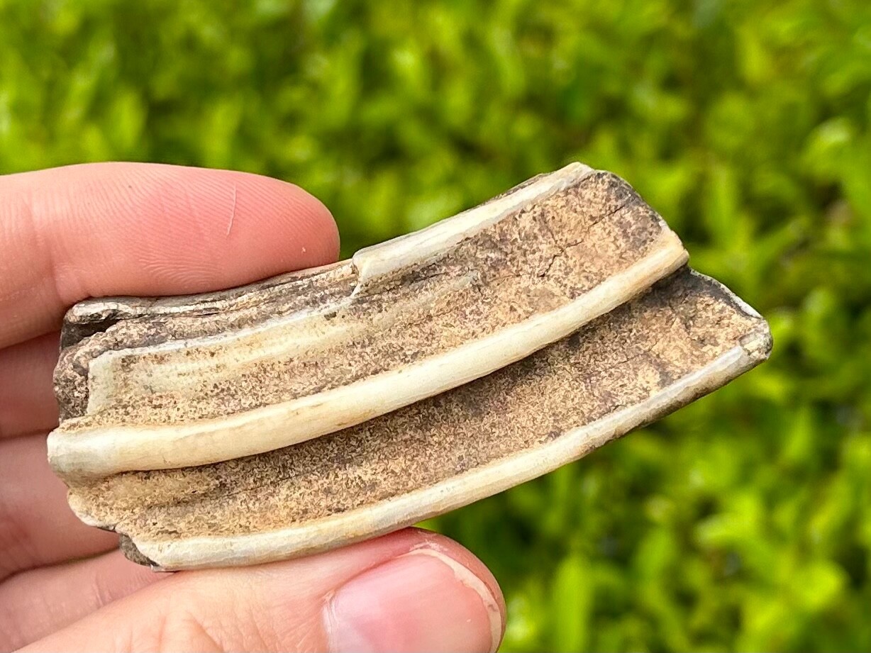 Texas Fossil Horse Tooth Equus Rare Location Pleistocene Ice Age Mammal