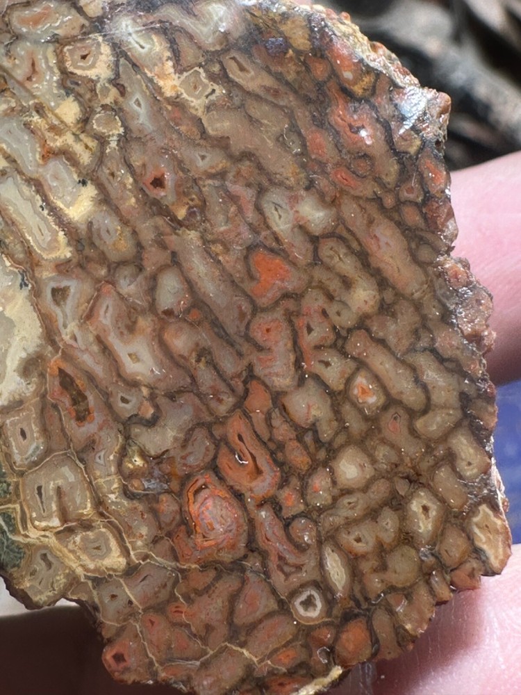 Dinosaur bone rough **hxtled chunk.