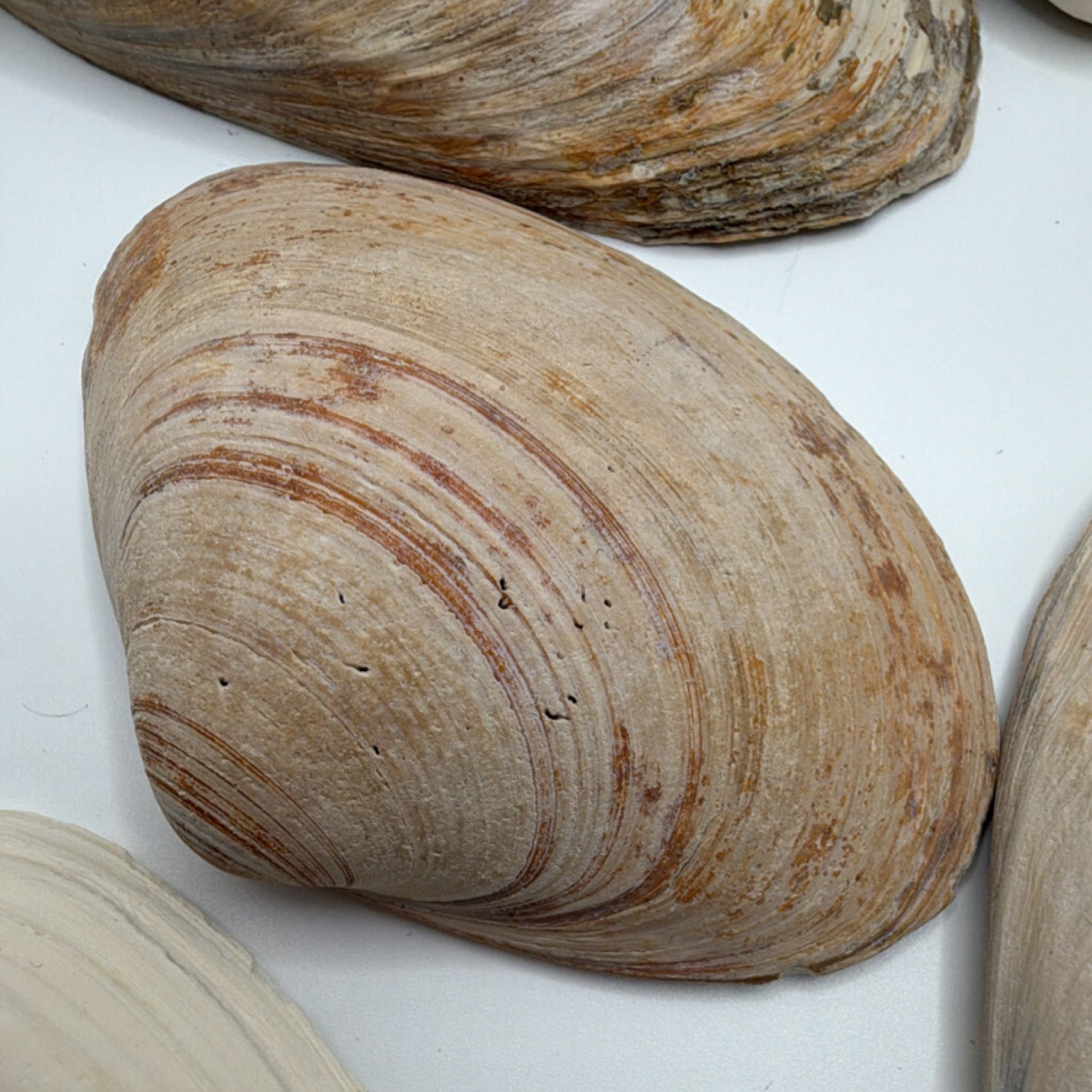 Assorted Natural Clam Shells Lot, Mixed Colors, Includes Painted Shell