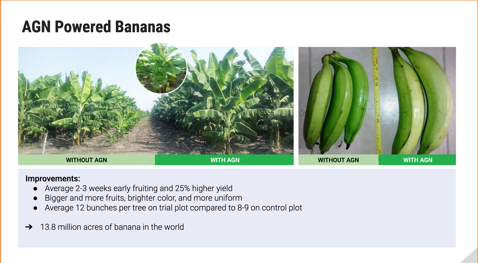 CISBAY AGN Soil Microbes - Enhance nutrient for long root plants 1 gallon