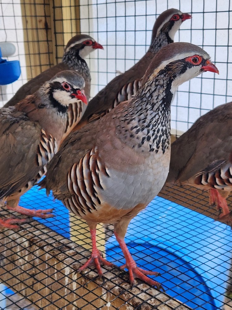 30 Plus 2 Red Legged Partridge Hatching Eggs