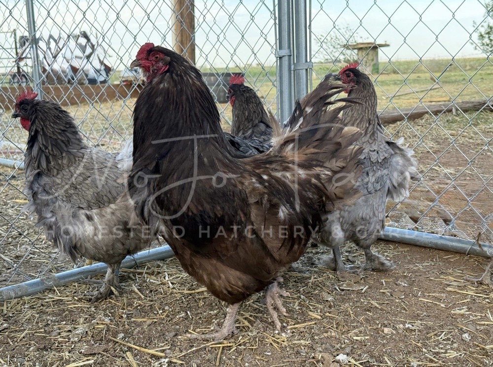 Chocolate, Mauve, Blue, and Black Easter Egger Hatching Eggs NPIP Certified