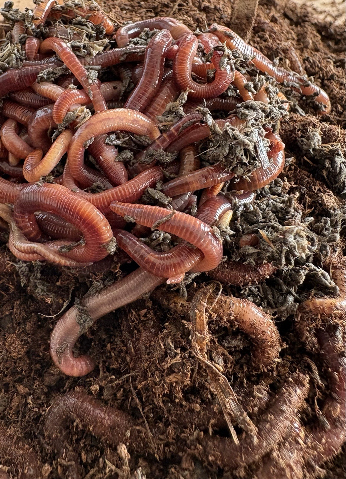 100 + Red Wiggler Worms / Healthy & Fresh Composting Worms 🪱 Ready to Ship