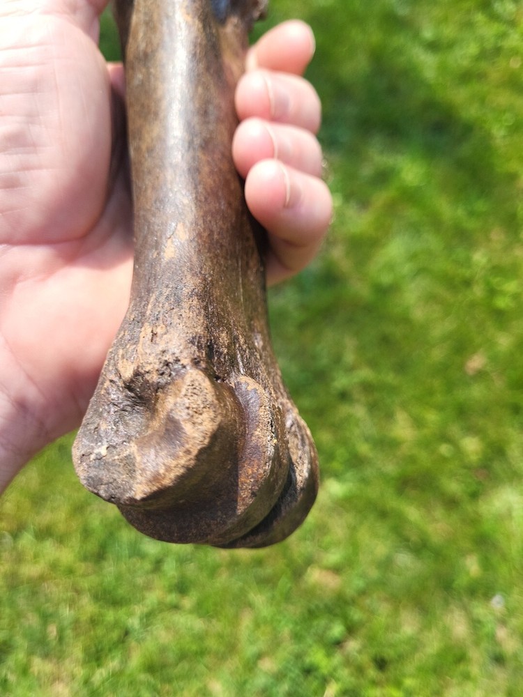Bison metacarpal Historic bison foot bone