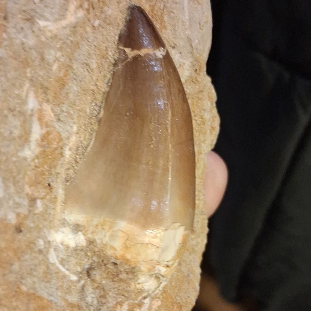 Fossilized Dinosaur or Reptile Tooth in Matrix