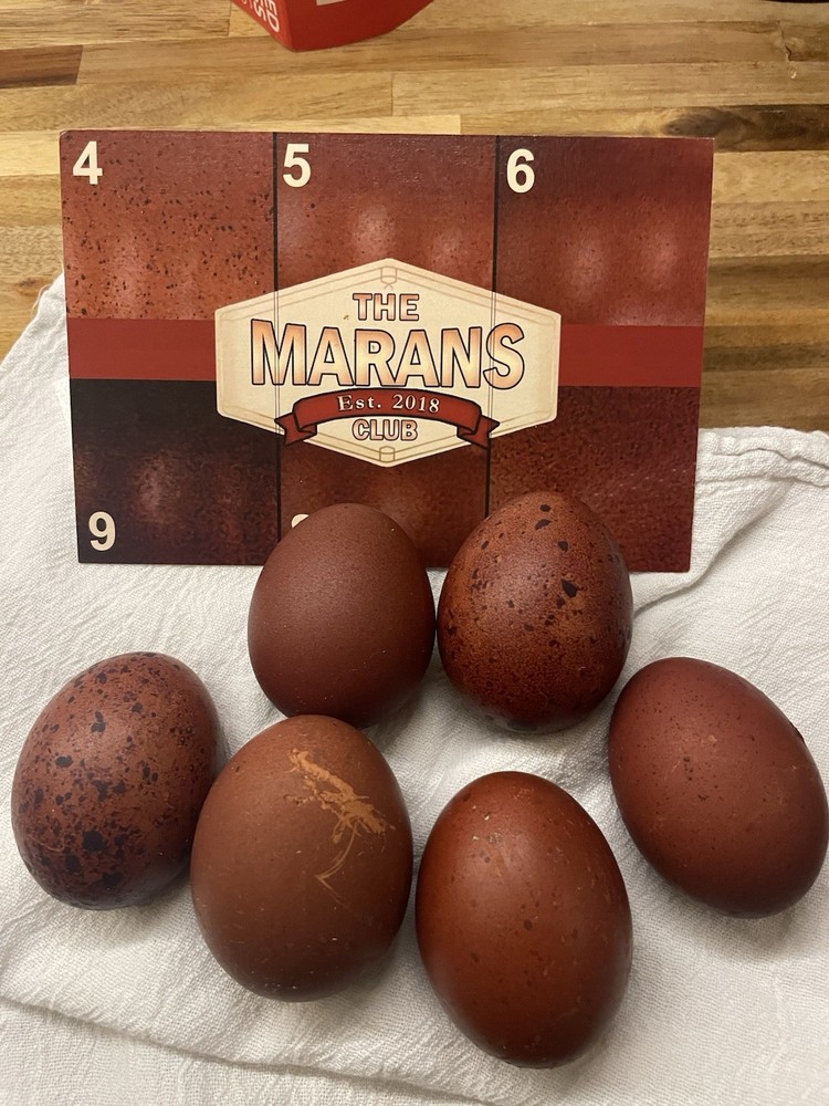 6 Black copper Marans hatching eggs