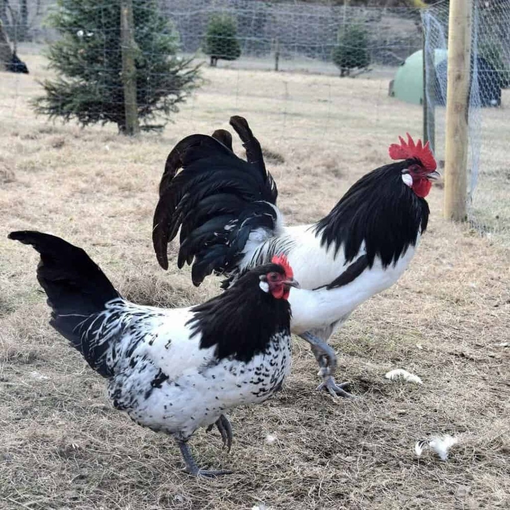 12 Silver Lakenvelder Hatching Eggs RARE