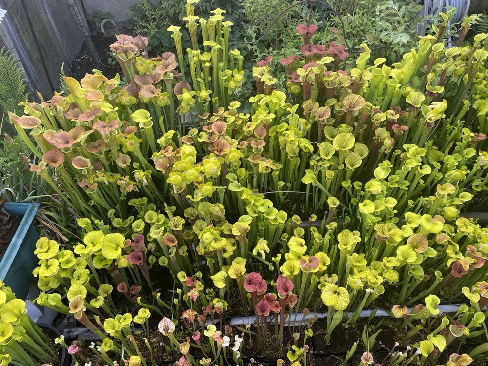 Sarracenia Bare Root Rhizomes