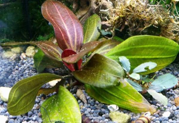 Amazon Sword Echinodorus (Red Pearl) Medium