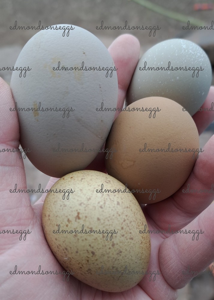 12 Colorful Hatching EGGS.multi Gen Olive EGGER Easter Egger Free Ranging Mix
