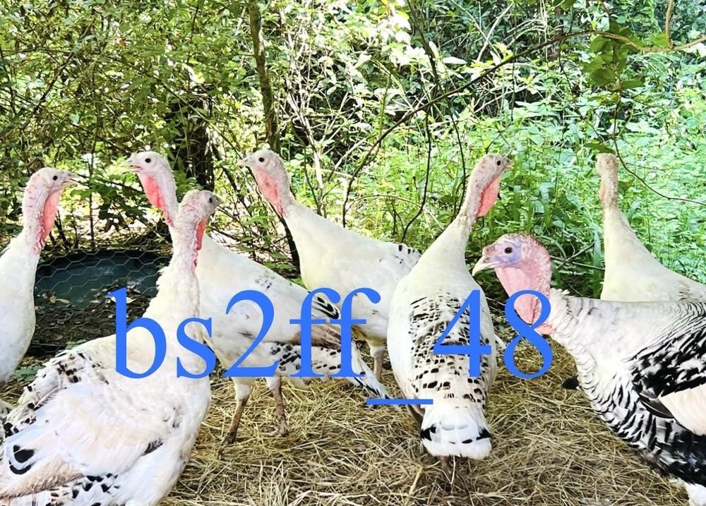 24 Pure Breed Hatching Eggs Variety Pack