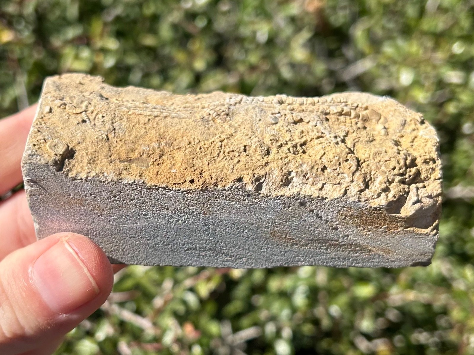 Alabama Fossil Crinoid in Matrix Aphelecrinus bayensis Bangor Limestone Fm