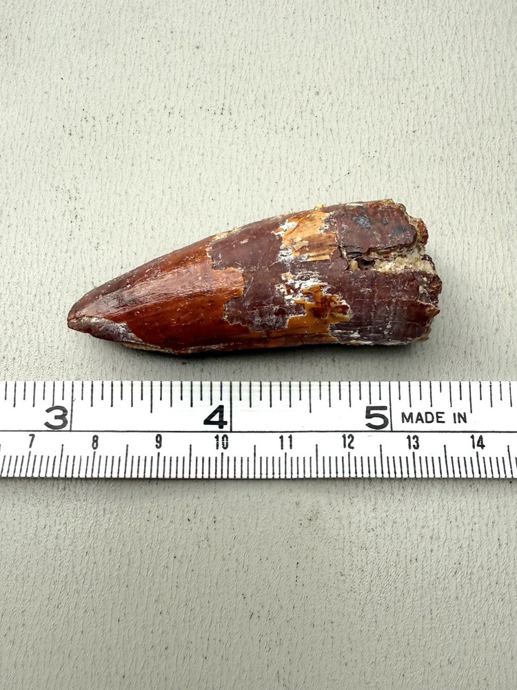 2.5” Spinosaurus Tooth