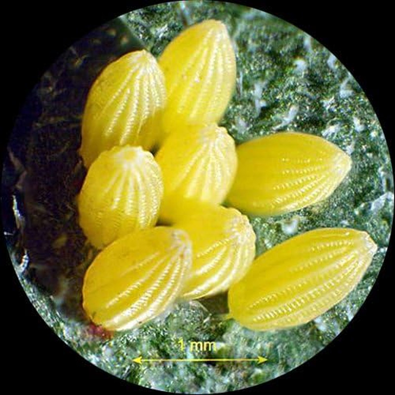 Sharp Forward Stereo Microscope 10X-30X