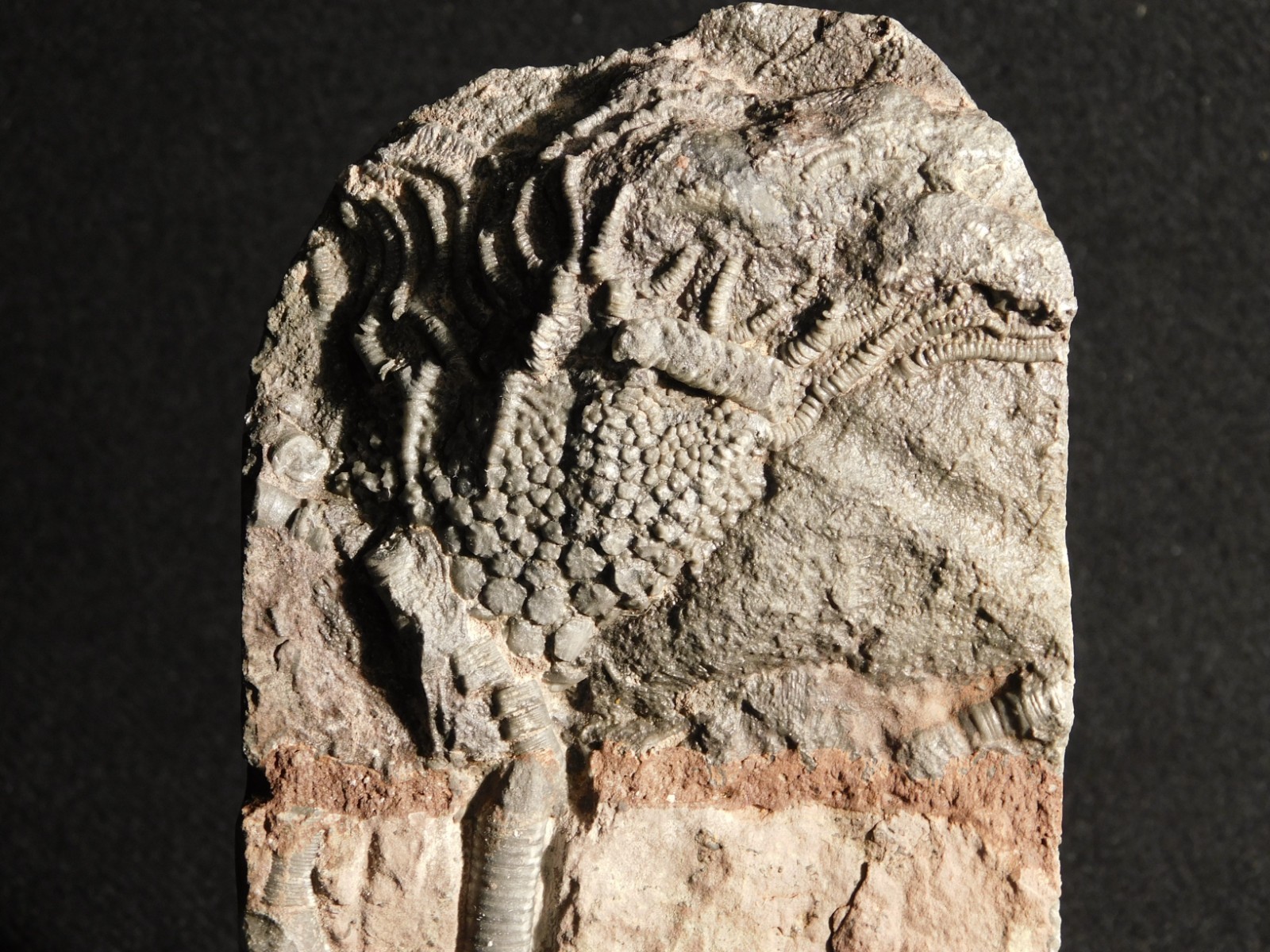 430 Million Year Old! CRINOID Fossil or Sea LILY Fossil Morocco 384gr