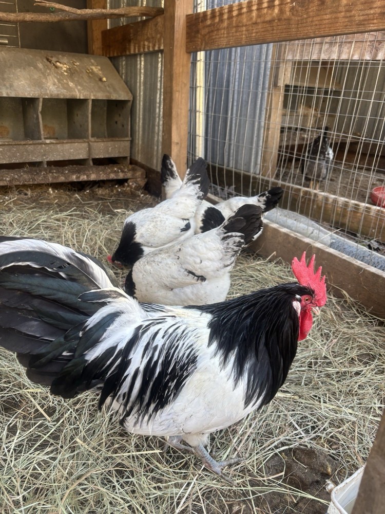 10+ Silver Lakenvelder Hatching Eggs
