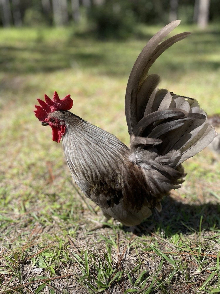 9 Serama Hatching eggs - Mixed Bloodlines