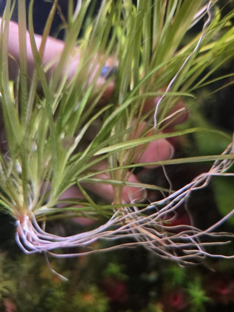 Blxya Japonica 3x