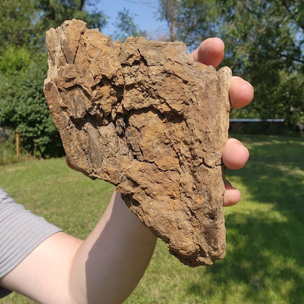 Dinosaur bone Section - Authentic Cretaceous Fossil - Hell Creek Formation