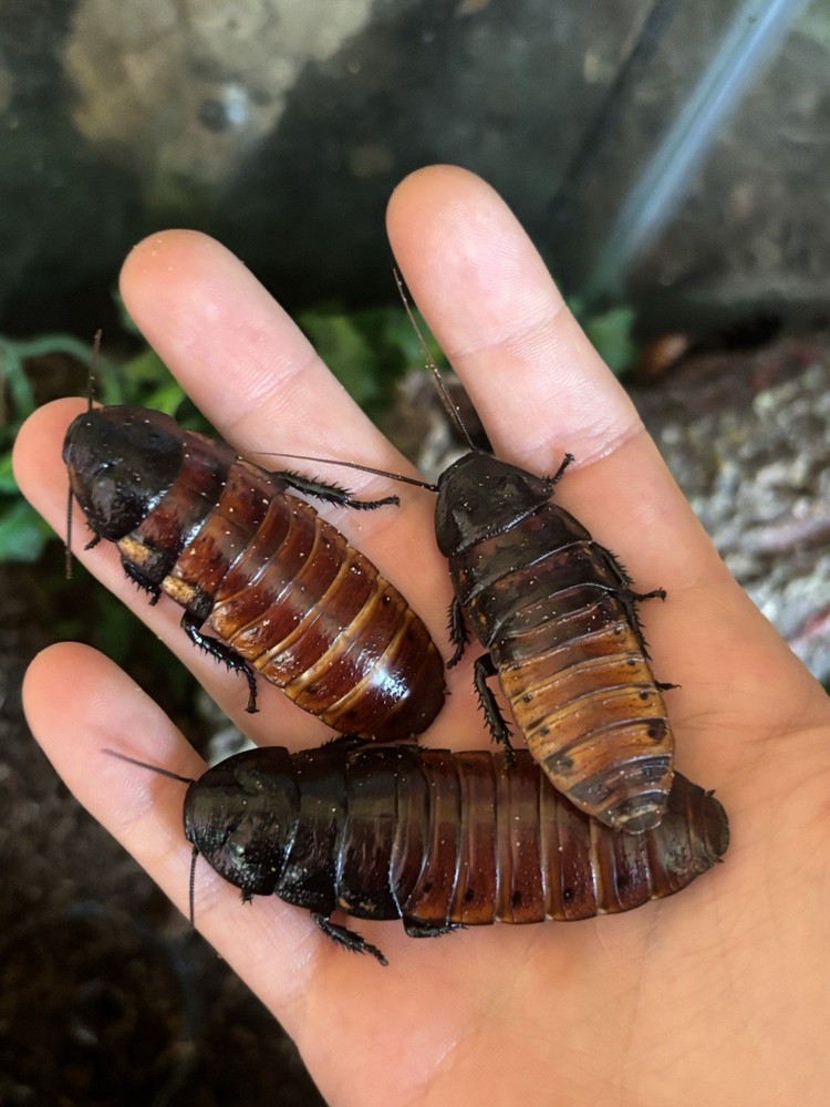 Madagascar Hissing Roach 12ct  mixed sizes