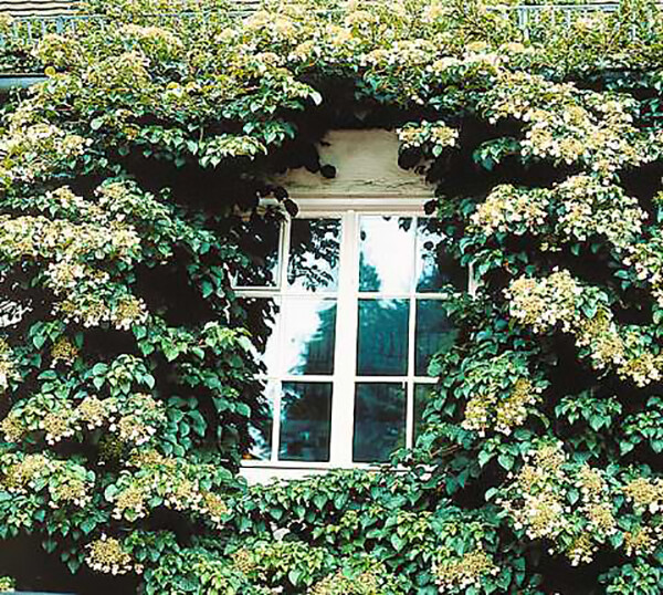 Climbing Hydrangea, Hydrangea anomala petiolaris, Vine Seeds
