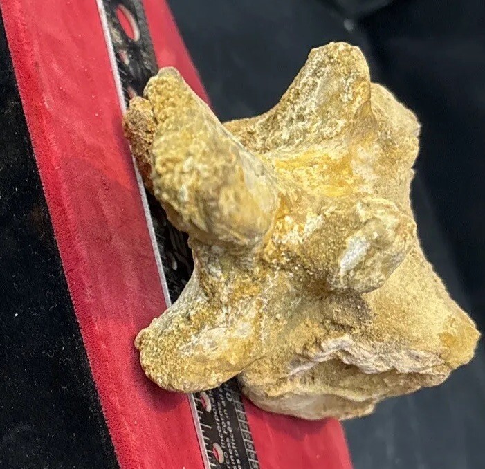 Mosasaurus vertebrae