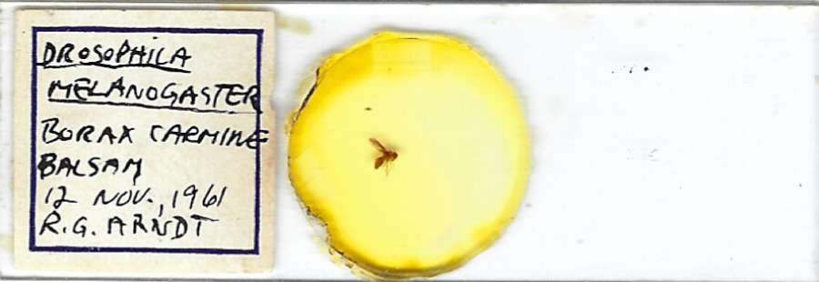 Drosophila Melanogaster w.m. Microscope Slide