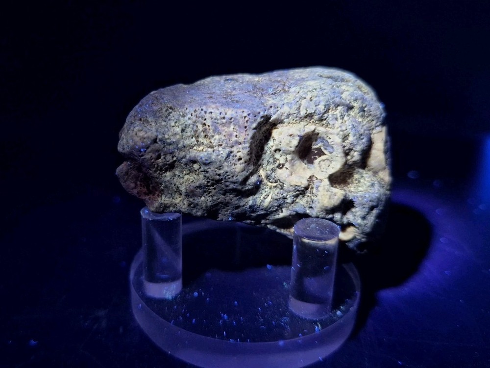 Sauropod Skull Fossil 🦕