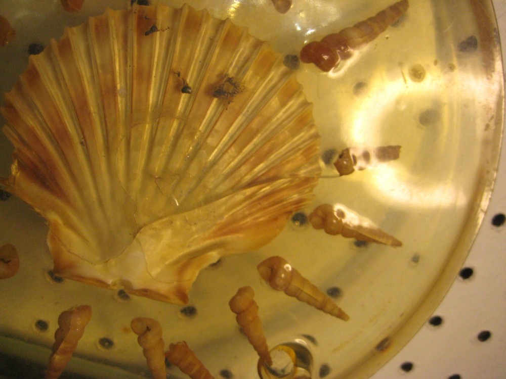 Beach Theme Cast Resin Hot Plate Trivet with Embedded Shells