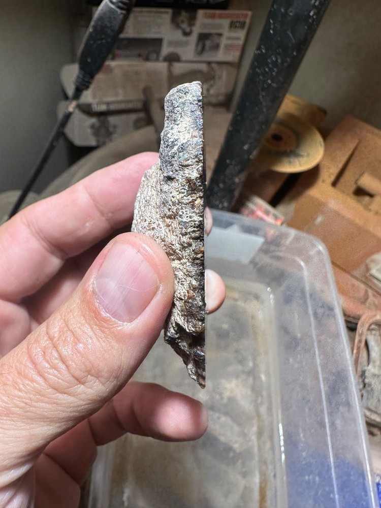Dinosaur bone rough **hxtled end cut.