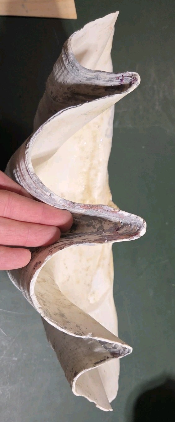 REAL 15½" Natural Giant Clam Shell Tridacna Gigas Sea *AND* 10" Giant Clamshell