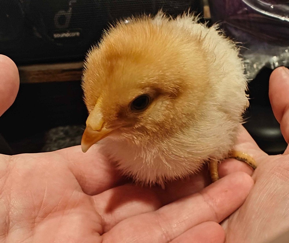 Barnyard Mix Hatching Eggs