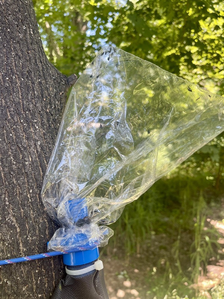 Spotted Lanternfly Trap