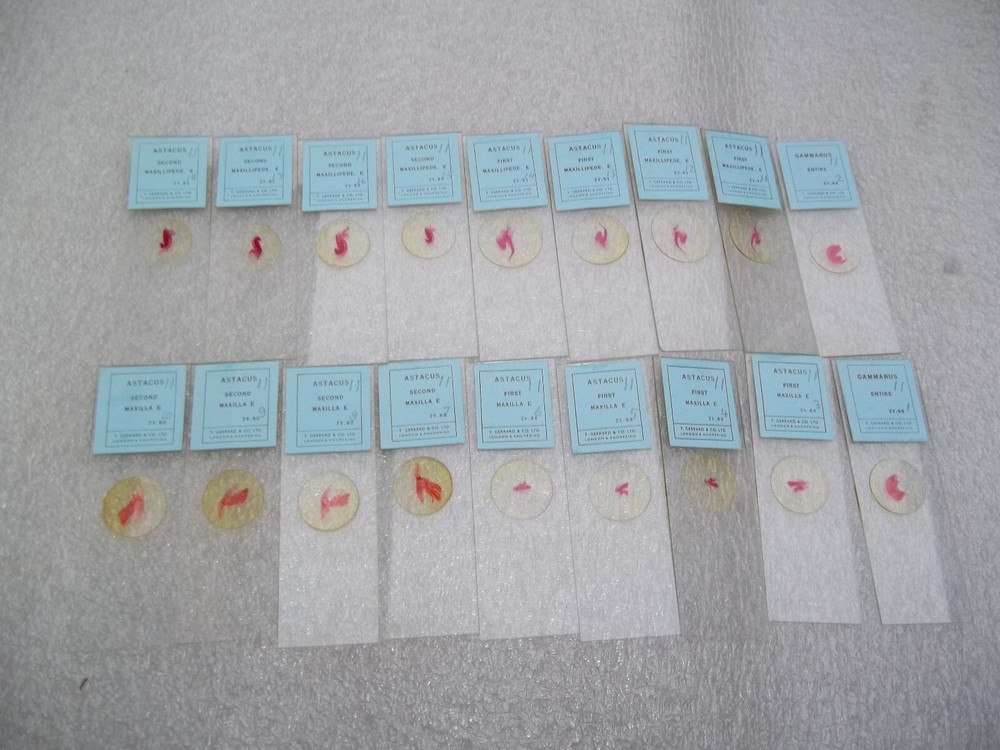 Vintage Glass Microscope Slides - 6 x Boxes