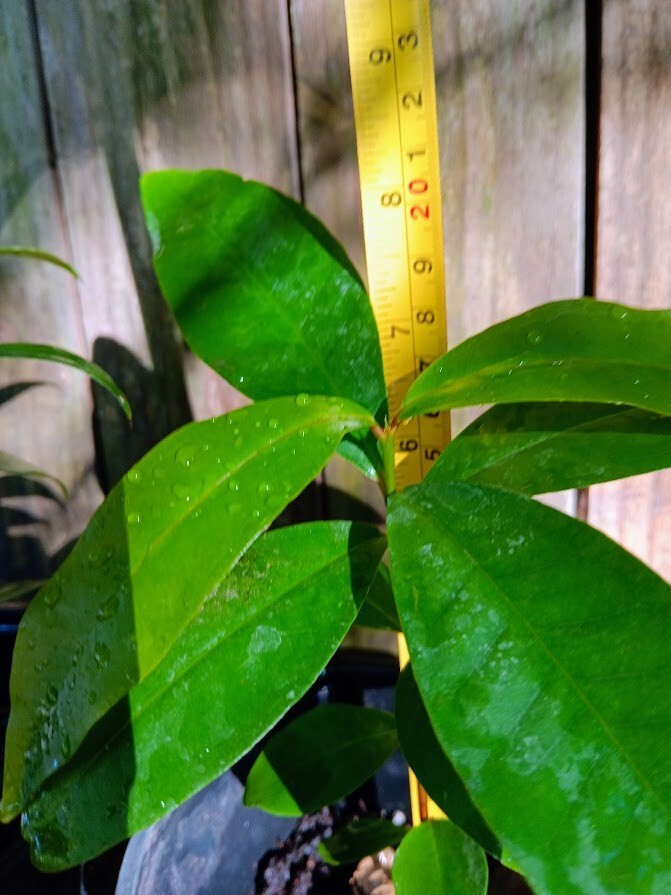 Kong White Wax Jambu - Syzygium samarangense - Java Apple - Wax Apple