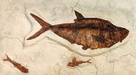 DIPLOMYSTIS DENTASUS FISH   REPLICA