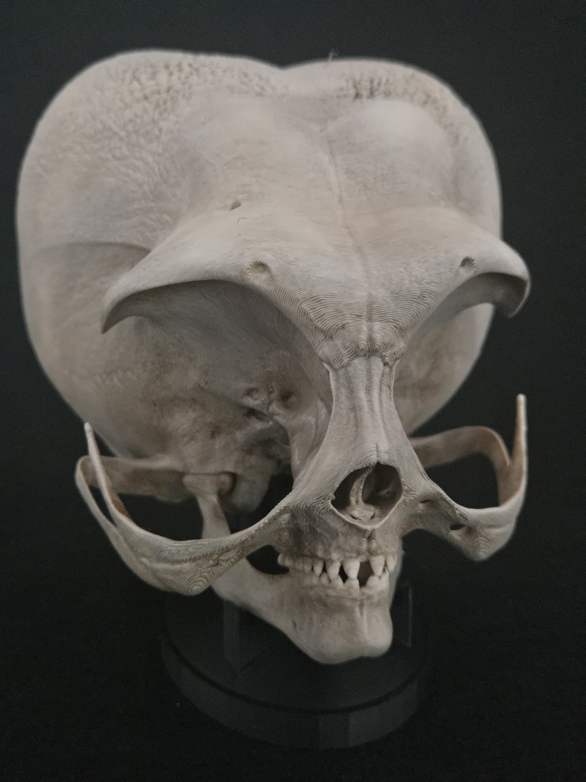 Alien Skull with stand - Realistic